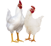 Charger l&#39;image dans la galerie, Poulets de chair élevés aux grains par Les Productions Gourmet, vendus entiers congelés  sous vide par achat de 5 poulets à la fois.
