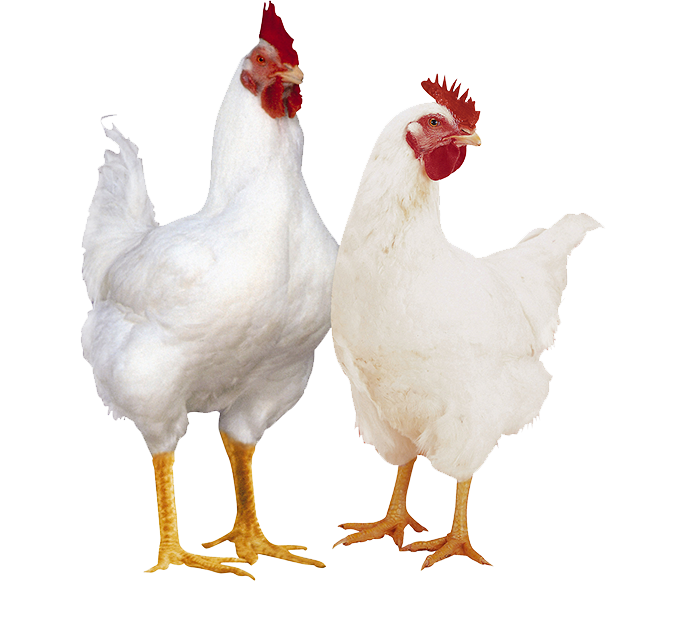 Poulets de chair élevés aux grains par Les Productions Gourmet, vendus entiers congelés  sous vide par achat de 5 poulets à la fois.